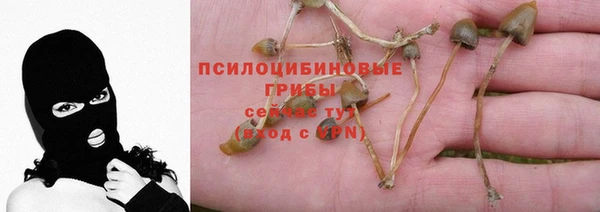стафф Арсеньев
